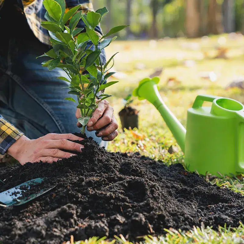 Tree & Shrub Planting — Strong Landscape