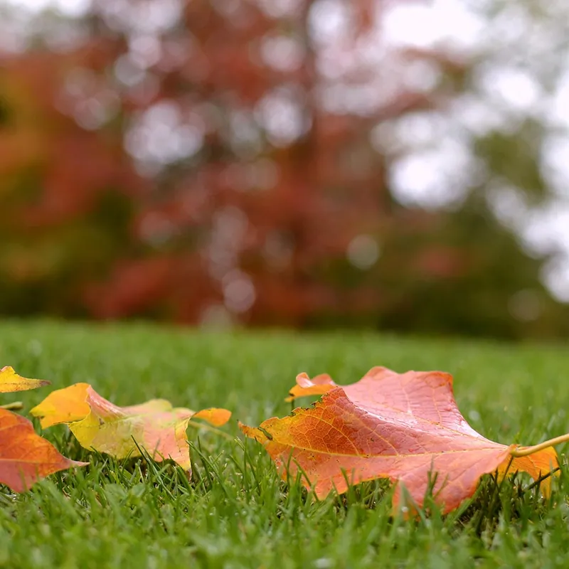 Spring & Fall Clean-ups — Strong Landscape