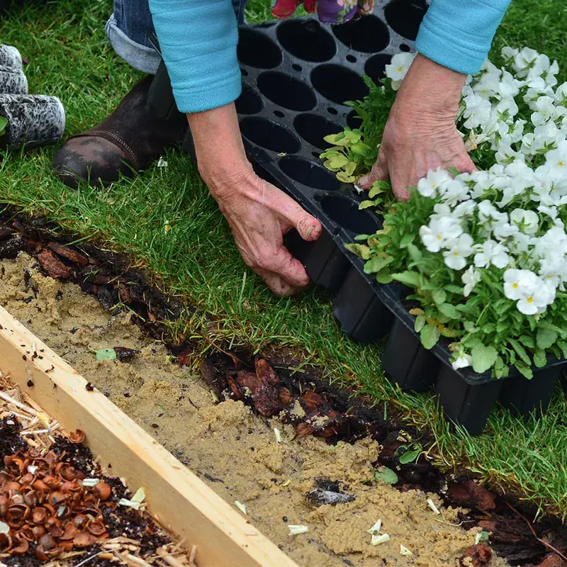 Annual Flower Planting — Strong Landscape